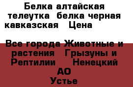 Белка алтайская телеутка, белка черная кавказская › Цена ­ 5 000 - Все города Животные и растения » Грызуны и Рептилии   . Ненецкий АО,Устье д.